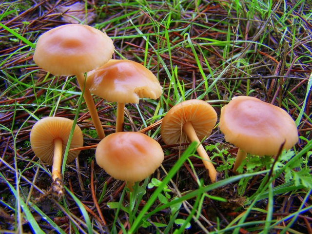 Мицелий Опенка лугового / Луговик (Marasmius oreades)
